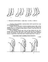 Referāts 'Selekcijas darbs zirgkopībā', 16.