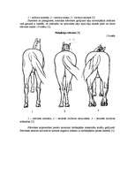 Referāts 'Selekcijas darbs zirgkopībā', 17.