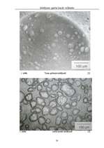 Referāts 'Saldējums - garšas baudu valdnieks', 28.