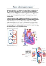 Konspekts 'Asins plūsma asinsvados', 1.