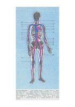 Konspekts 'Asins plūsma asinsvados', 4.