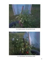 Referāts 'Piramīdu enerģētiskā ietekme', 19.