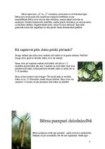 Konspekts 'Pētījums: bērzu saimnieciskais pielietojums', 6.