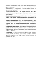 Konspekts 'Biznesa ideja - lielo izmēru apavu veikals', 6.