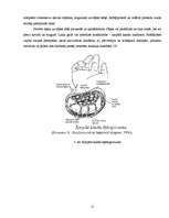 Referāts 'Darba ar datoru ietekme uz cilvēka veselību', 11.