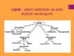 Prezentācija 'Lipīdi', 2.