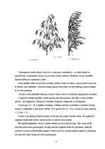 Referāts 'Auzas', 9.