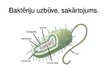 Prezentācija 'Baktērijas', 10.