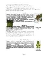 Referāts 'Augu kaitēkļi un slimības, to apkarošana', 5.