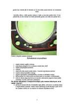 Referāts 'WV Golf galvas blīves maiņa', 5.