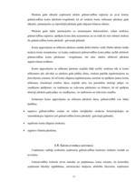 Referāts 'Grāmatvedības organizācija uzņēmumā', 11.