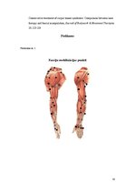Referāts 'Karpālā kanāla sindroms un ārstēšana', 18.