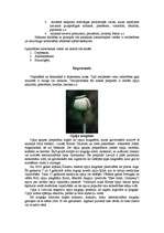 Referāts 'Heroīns un kokaīns', 2.