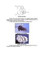 Referāts 'Heroīns un kokaīns', 5.