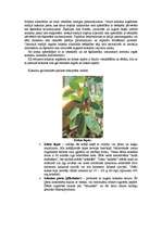 Referāts 'Heroīns un kokaīns', 9.