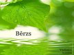 Prezentācija 'Bērzs', 1.