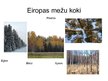 Prezentācija 'Eiropas jauktie koku meži', 7.