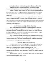 Referāts 'Latvijā augošie un audzētie garšaugi', 11.