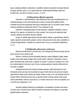 Referāts 'Latvijā augošie un audzētie garšaugi', 13.