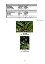 Referāts 'Latvijā augošie un audzētie garšaugi', 24.