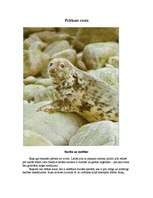 Konspekts 'Pelēkais ronis', 1.