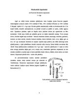 Referāts 'Dzelzs laikmets 1.g.t.vidus pirms Kristus - 12.gs. pēc Kristus', 8.