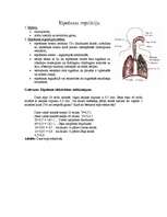 Konspekts 'Elpošana', 2.