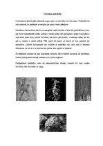 Referāts 'Pētījums par kamuflāžu', 3.