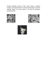 Referāts 'Pētījums par kamuflāžu', 6.