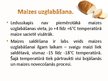 Prezentācija 'Maize - ikdienas pamatēdiens', 7.