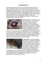 Referāts 'Zīdītāju klase', 2.