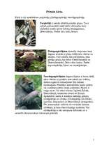 Referāts 'Zīdītāju klase', 5.