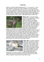 Referāts 'Zīdītāju klase', 6.