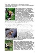 Referāts 'Zīdītāju klase', 10.