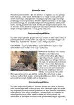 Referāts 'Zīdītāju klase', 12.