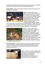 Referāts 'Zīdītāju klase', 13.