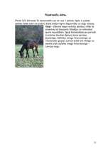 Referāts 'Zīdītāju klase', 15.