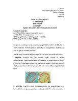 Paraugs 'Digitālie stereoattēli, attēlu stereoapskate un analīze', 1.