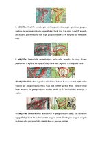 Paraugs 'Digitālie stereoattēli, attēlu stereoapskate un analīze', 4.