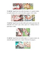 Paraugs 'Digitālie stereoattēli, attēlu stereoapskate un analīze', 5.