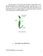 Referāts 'Sūnu graffiti', 7.