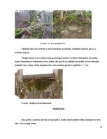 Referāts 'Sūnu graffiti', 18.