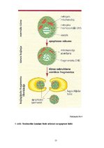 Referāts 'Apoptoze', 13.