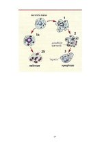 Referāts 'Apoptoze', 14.