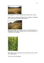 Referāts 'Purvu zinātne (telmatoloģija)', 43.