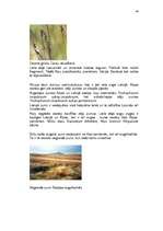 Referāts 'Purvu zinātne (telmatoloģija)', 44.