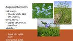 Prezentācija 'Sējas lini', 2.