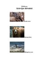 Referāts 'Krievija', 4.