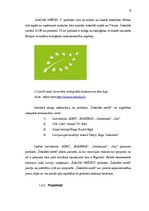 Biznesa plāns 'Mārketinga plāns', 9.