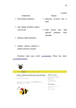 Biznesa plāns 'Mārketinga plāns', 23.